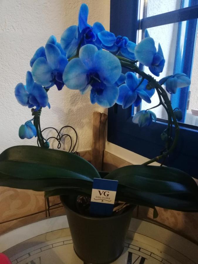 Parfumu Di Celu Hotel Santa-Lucia-di-Mercurio Kültér fotó